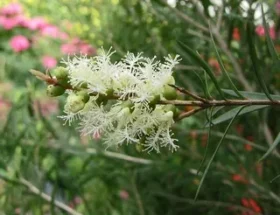 tea tree antibatterico e antimicotico